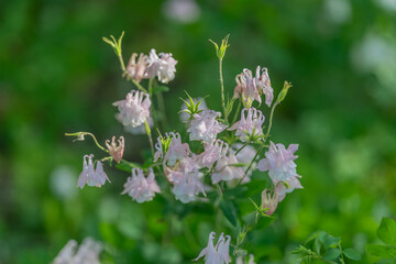Fototapeta premium Calm garden scene with pastel hues and intricate macro details. Serene setting showcasing pastelcolored azalea flowers with fine texture and gentle light effects