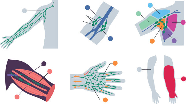 Upper Limb Lymphatic Drainage Anatomy Illustration Showing Arm Lymph Vessels, Axillary Nodes, Hand Lymph Flow, and Lymphedema Disorders