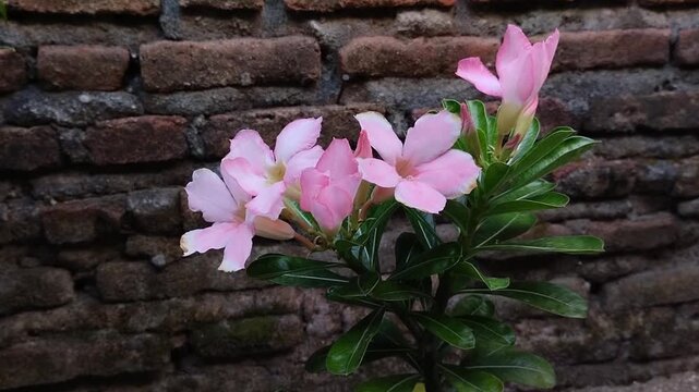 Pink Japanese frangipani (Adenium) flowers blooming against a brick wall background