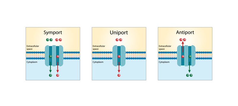 "Cell Membrane" Images – Browse 28,264 Stock Photos, Vectors, and Video ...
