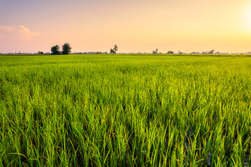 Green rice field growing in agricultural farmland in countryside at evening © CreativeMindsStudio