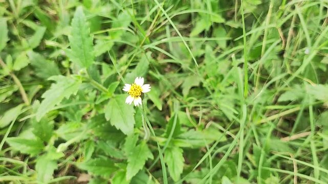 A beautiful close-up shot of a wild Tridax procumbens (Gletang or Coatbuttons) flower blooming and swaying gently in the wind. Captured in real-time with a soft blurred background, ideal for nature