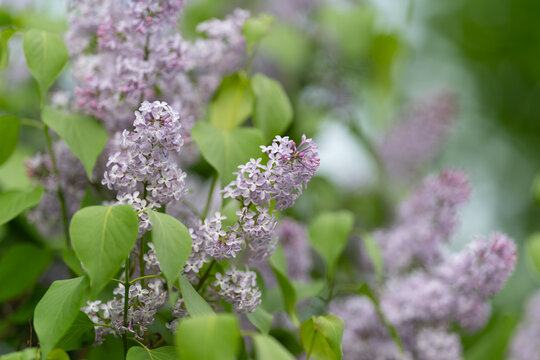 Unshaped shrub with violet blossoms nearby path. Wild lilac plant with dense green foliage by walkway. Naturally grown lilac shrub displaying vibrant clusters surrounding footpath