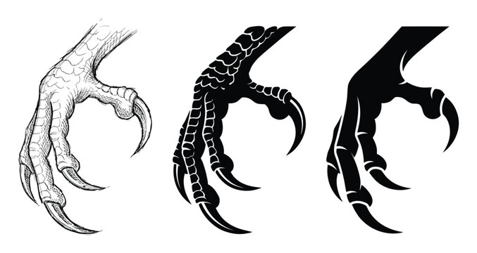 Three variations of a bird of prey talon showing different levels of detail from to silhouette