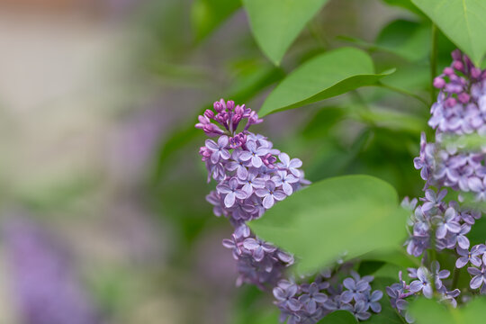 Delicate lilac blossom detail suitable for wedding stationery and invites, soft purple clusters and fresh heart shaped leaves convey romantic ceremony aesthetic and seasonal charm