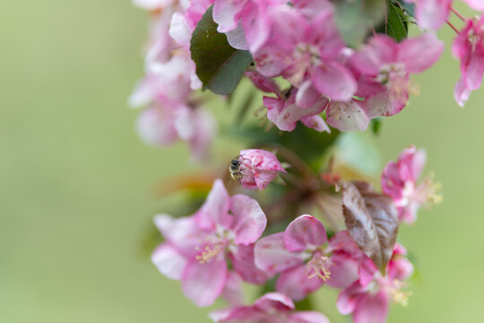 Pink flowers in calming garden atmosphere induce relaxation. Vivid pink blossoms in tranquil garden setting inspire calmness and wellbeing through floral therapy