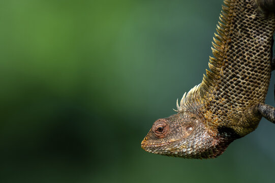 A close up, sharp profile shot of an Oriental garden Lizard resting on a textured tree bark. Set against a blurred, creamy green nature background.