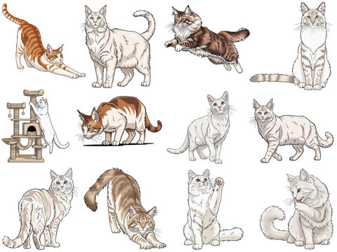 Aphrodite Giant cat 12 profile poses collection vector illustration