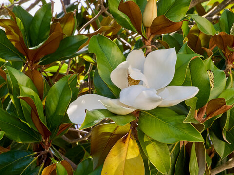 Closeup of a beatiful white Magnolia flower in a tree. Botanical background, selective focus