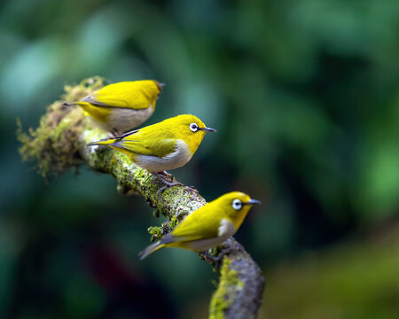 Indian white-eye istting on a branch with two more and green forest canvas in the background