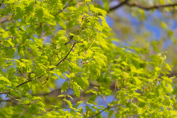 Fototapeta premium Calm natural scenery. Peaceful breeze through lush foliage. Serene wind caressing vibrant leafy branches gently. Gentle wind moves vivid green leaves on multilevel branches softly