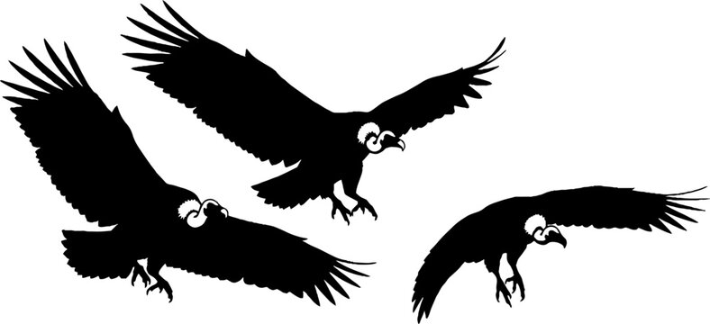 Silhouette of three vultures in flight against plain background.