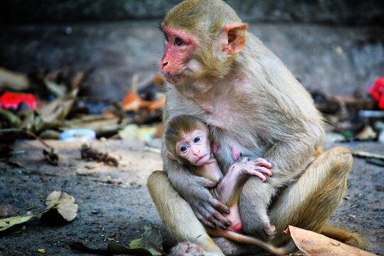 cute baby monkey in mother's lap