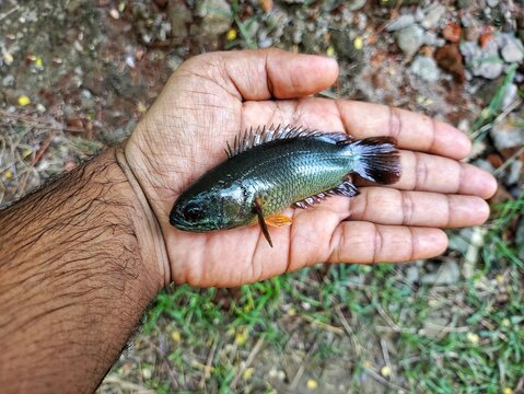 big anabas koi perch fish in hand in nice blur background HD