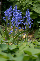 Obraz premium Vertical shot of delicate blue bell-shaped Scilla flowers on thin green stems. Ideal for spring garden blogs, floral wallpapers, and seasonal botanical art