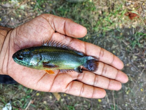 big anabas koi perch fish in hand in nice blur background HD