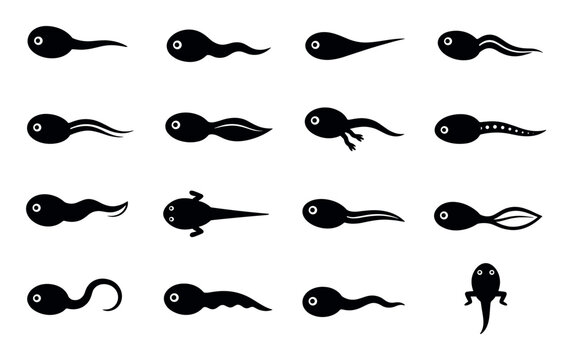 Black tadpole silhouettes showing different growth stages of frog larvae development in a set of vector icons representing aquatic life cycle phases