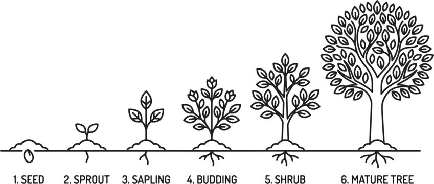 Tree life cycle stages from seed to mature plant showing growth progression in a simple black and white line art vector