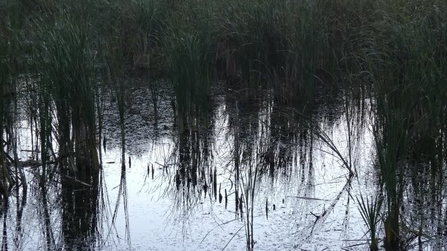 Cattail reeds Typha latifolia reflecting on dark water surface, wide, overcast. Ecosystem and Cycle of Nature.
