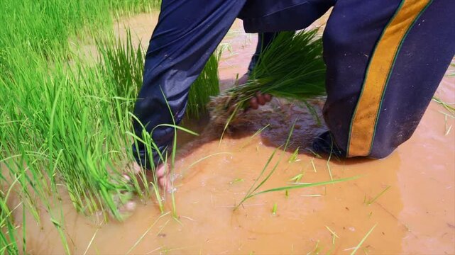 The farmers are uprooting rice seedlings to transplant them.