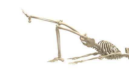 Skeletal Close Up Isolating Patella Trajectories during Unilateral Drive © Alpha3d