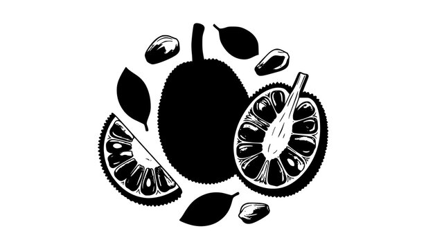Minimal hand drawn jackfruit collection vector set with whole and sliced fruit elements isolated on white background