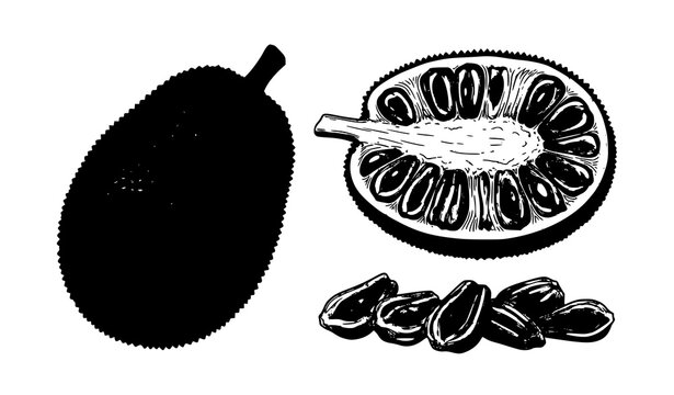 Hand drawn jackfruit illustration set with whole fruit and sliced tropical pulp isolated vector design for healthy food branding