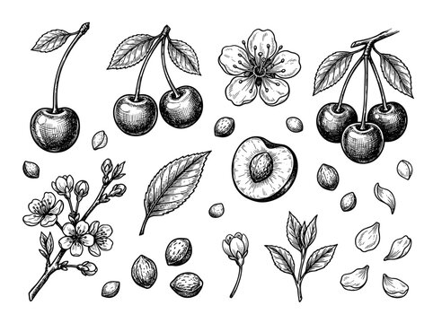 Black ink sketch of cherry fruit, blossom, leaf, and branch, white background, vintage botanical art