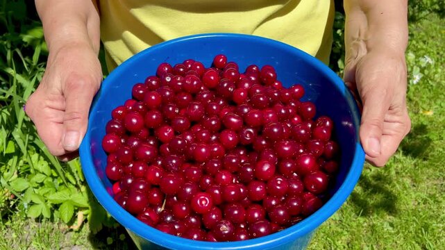 Full bucket of sweet red ripe cherries in woman's hands