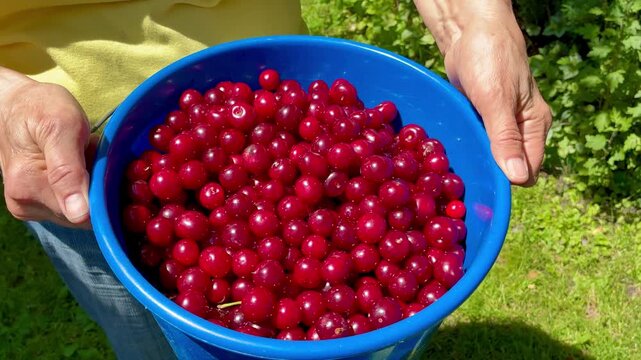 Full bucket of sweet red ripe cherries in woman's hands