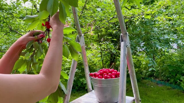 Woman's hands close up picking charries from the cherry tree putting them in the bucket in the garden