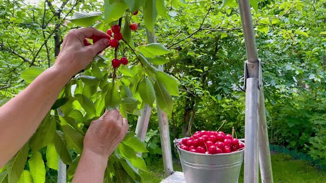Woman's hands close up picking charries from the cherry tree putting them in the bucket in the garden