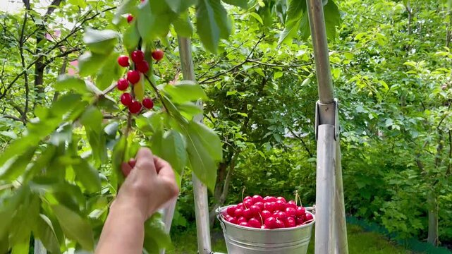 Woman's hands close up picking charries from the cherry tree putting them in the bucket in the garden