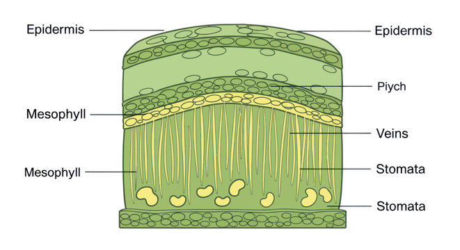 Detailed microscopic cross section of a leaf showing epidermis, mesophyll, vascular bundle, and stomata.