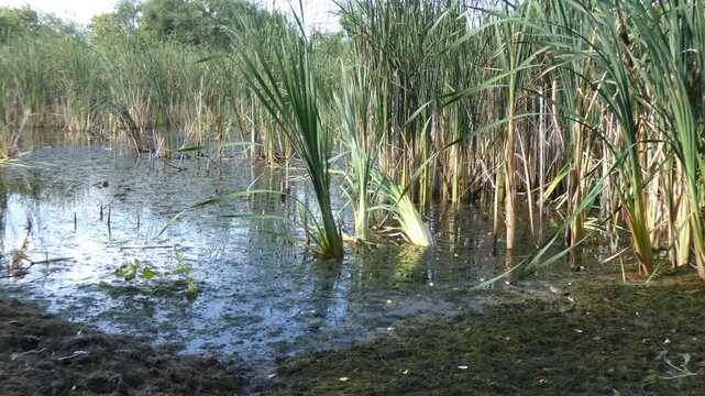 Amphibian toad Bufo bufo jumping on muddy shore near reeds, wide, sunny. Survival Instinct and Diversity.