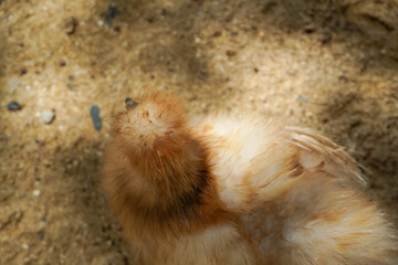 Obraz premium Close-up of a fluffy baby chick with soft downy feathers on sandy ground