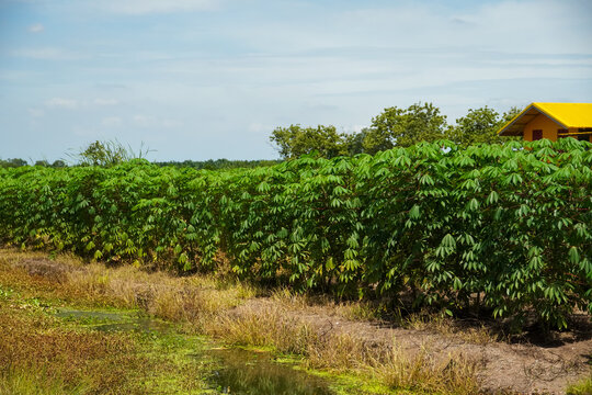 Vast field of lush green cassava plants under a bright blue sky
