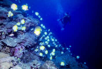 深い青い海を泳ぐ黄色と白のチョウチョウウオの群れ © ryujiro