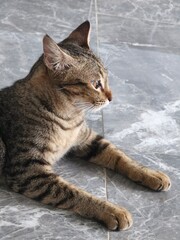 Fototapeta premium Side profile portrait of a domestic tabby cat lying on grey marble floor looking ahead