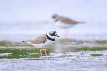 Fototapeta premium Common Ringed Plover Charadrius hiaticula waterfowl bird foraging