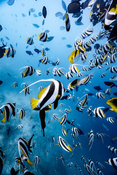 School of bannerfish swimming over coral reef in tropical ocean