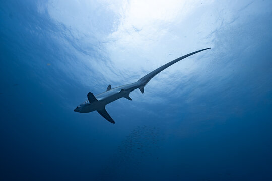 Thresher shark swimming in blue ocean