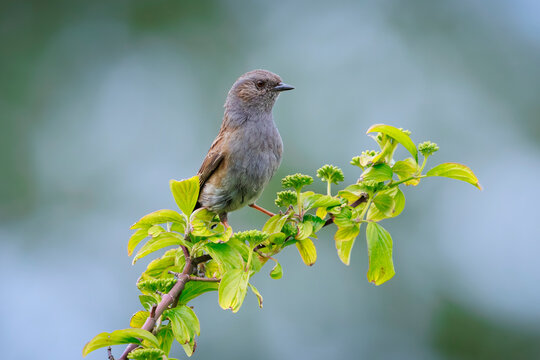 Dunnock Prunella modularis bird singing during Springtime
