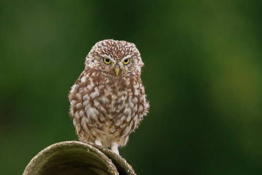 Closeup portrait Little owl, Athene noctua, perched while hunting