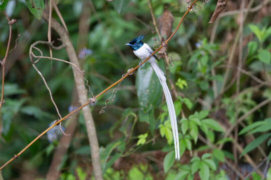 Male Indian Paradise-flycatcher perched on a branch, showcasing its stunning elongated white tail streamers, glossy black head, and bright blue eye ring. A striking portrait of this elegant and gracef