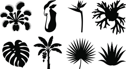 Vector silhouettes of exotic tropical plants and carnivorous flora including venus flytrap monstera banana tree and palm leaf © MdBabul