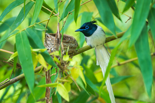 Male Indian Paradise-flycatcher perched on a branch, gazing at an empty nest with its long white tail streamers flowing behind. A contemplative and elegant wildlife scene capturing the bird's nesting 