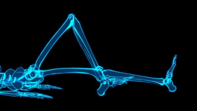 3D Skeletal System Supine Knee Extension Exercise Close Up View Hologram