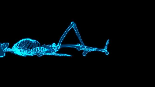 3D Skeletal System Supine Knee Extension Exercise 180 Rot Turntable Hologram