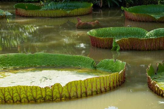 Giant Amazon water lilies float serenely on murky water surface